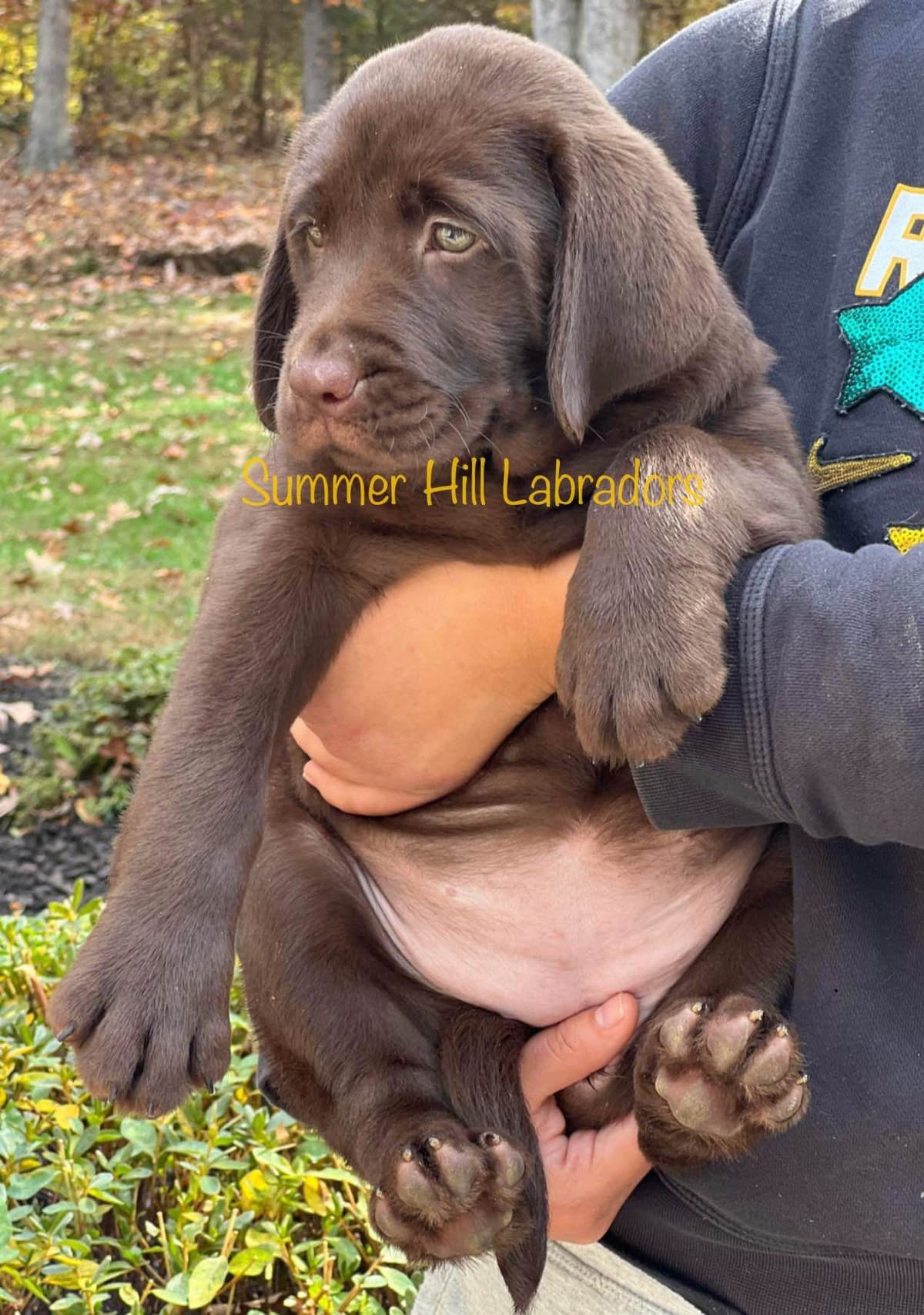 Gorgeous English Labrador Retriever Puppies breeder image 8