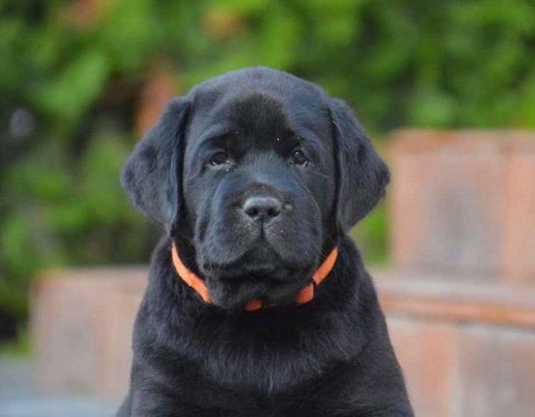 Gorgeous English Labrador Retriever Puppies breeder image 1