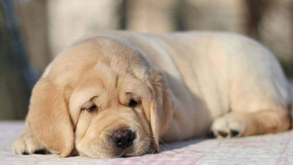 Gorgeous English Labrador Retriever Puppies breeder image 10