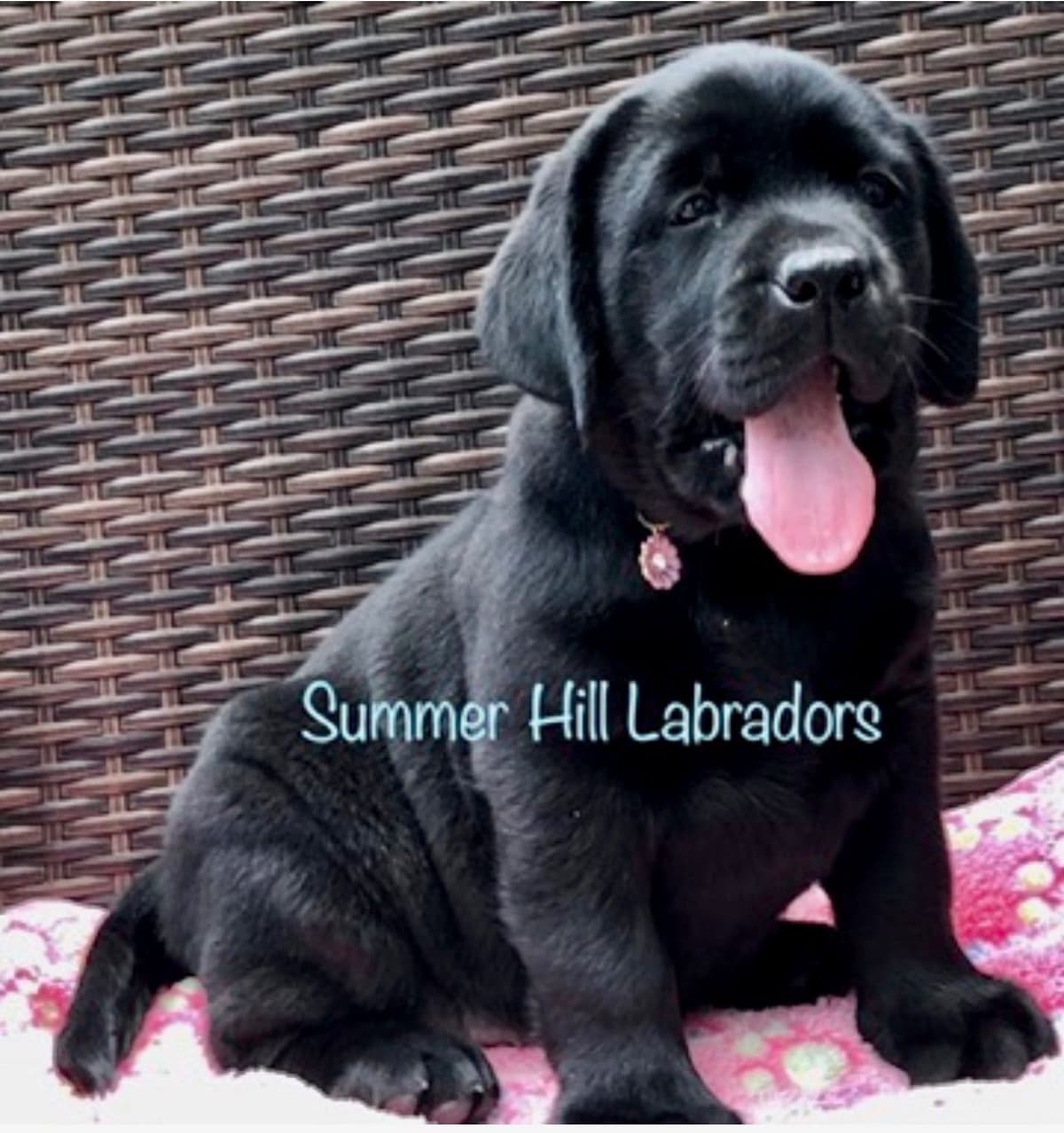 Gorgeous English Labrador Retriever Puppies breeder image 11