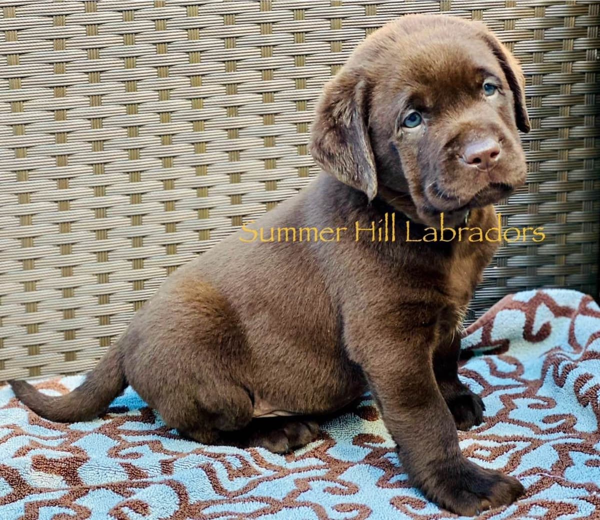 Gorgeous English Labrador Retriever Puppies breeder image 13