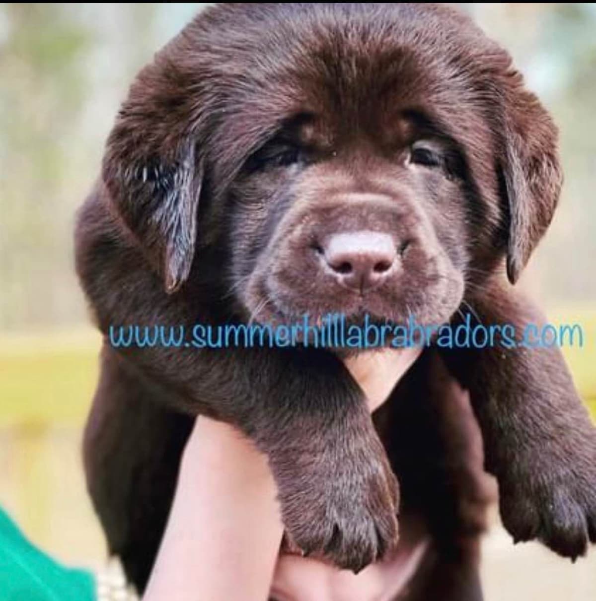 Gorgeous English Labrador Retriever Puppies breeder image 14