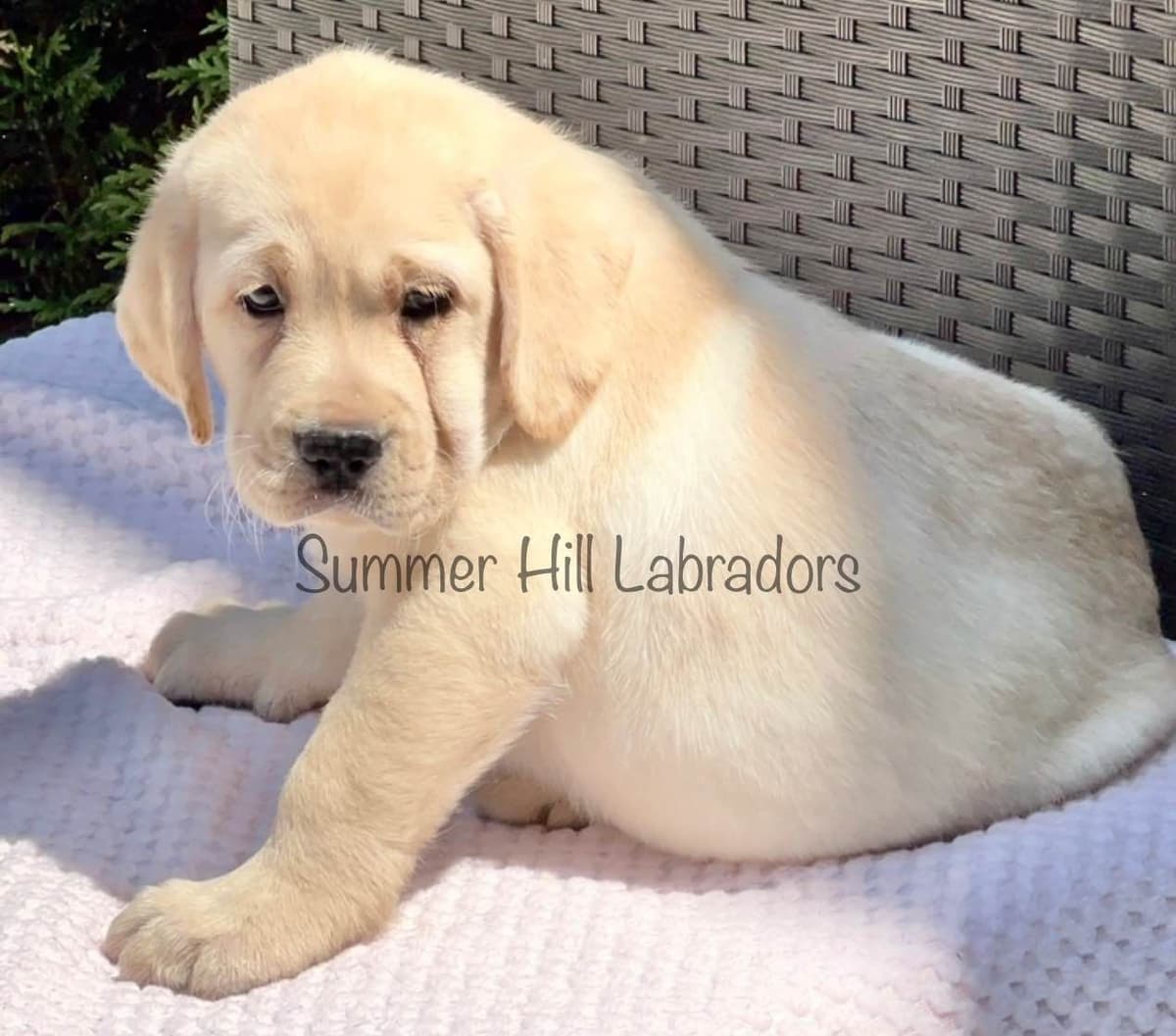 Gorgeous English Labrador Retriever Puppies breeder image 16