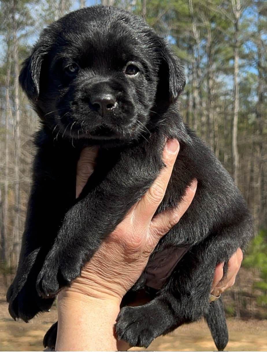 Gorgeous English Labrador Retriever Puppies breeder image 17