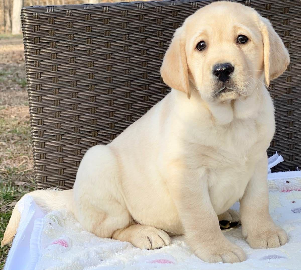 Gorgeous English Labrador Retriever Puppies breeder image 18