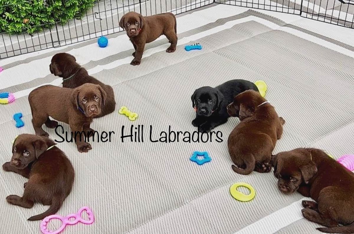 Gorgeous English Labrador Retriever Puppies breeder image 19