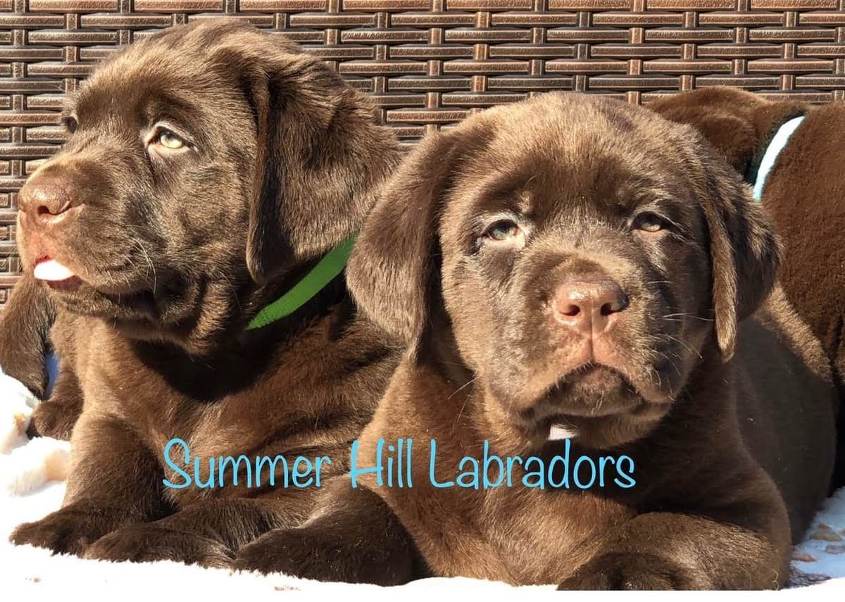 Gorgeous English Labrador Retriever Puppies breeder image 20