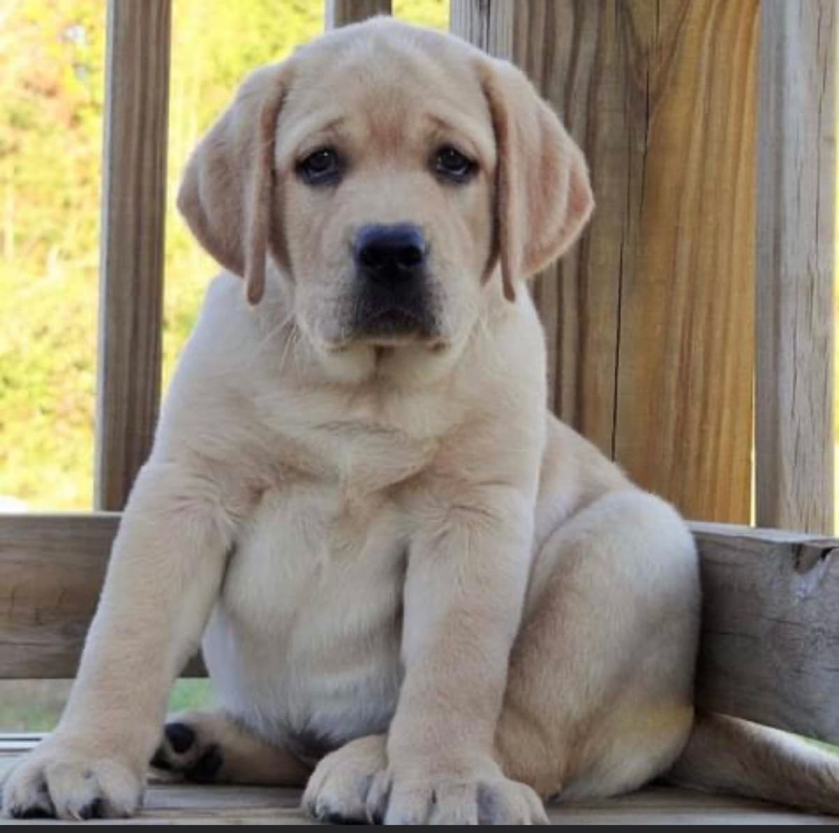 Gorgeous English Labrador Retriever Puppies breeder image 21