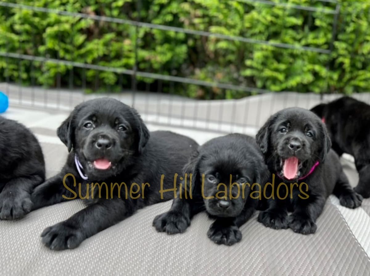 Gorgeous English Labrador Retriever Puppies breeder image 23