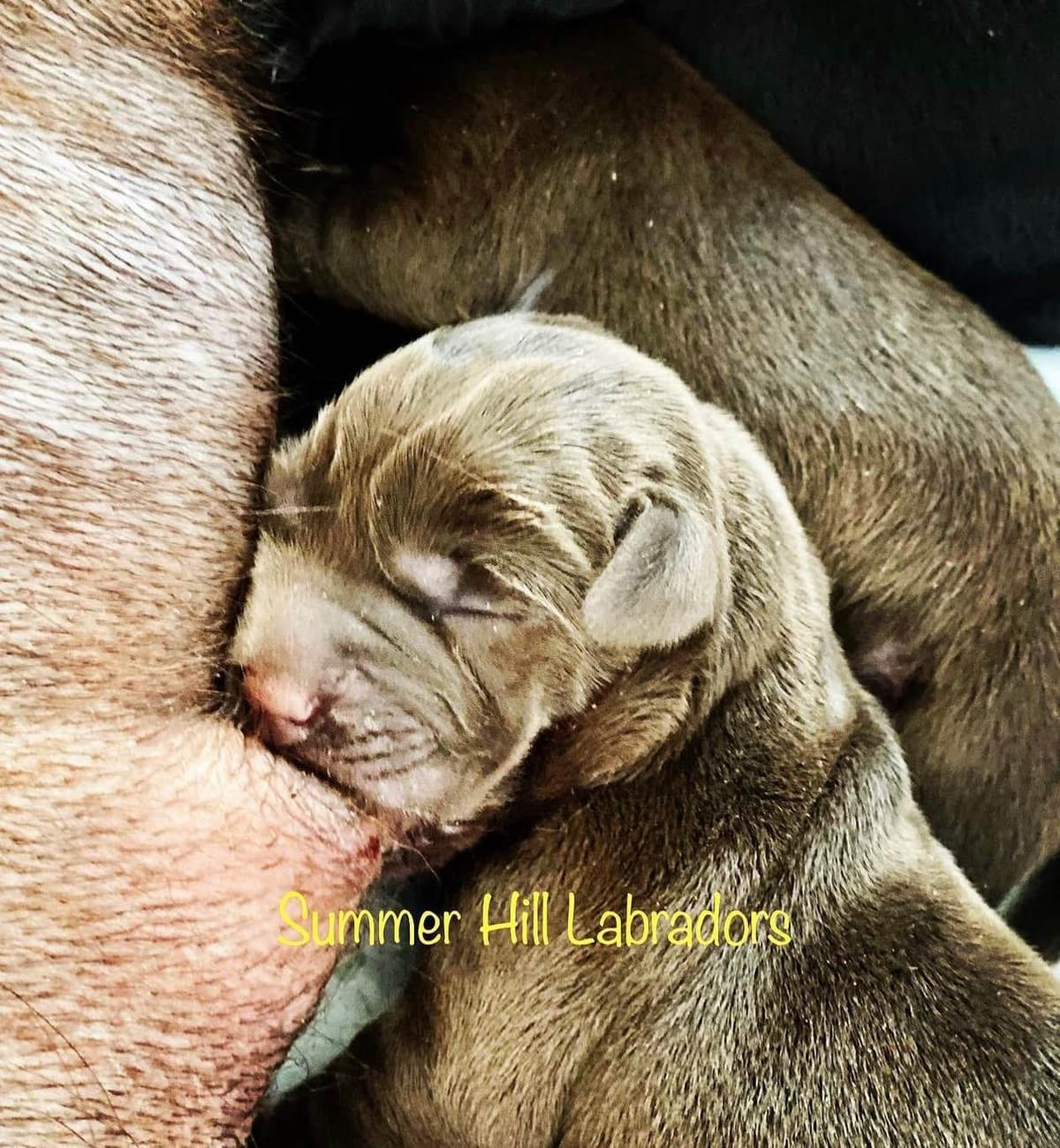 Gorgeous English Labrador Retriever Puppies breeder image 24