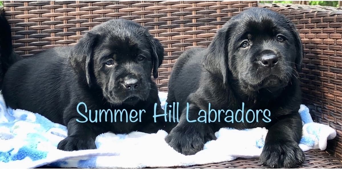 Gorgeous English Labrador Retriever Puppies breeder image 22