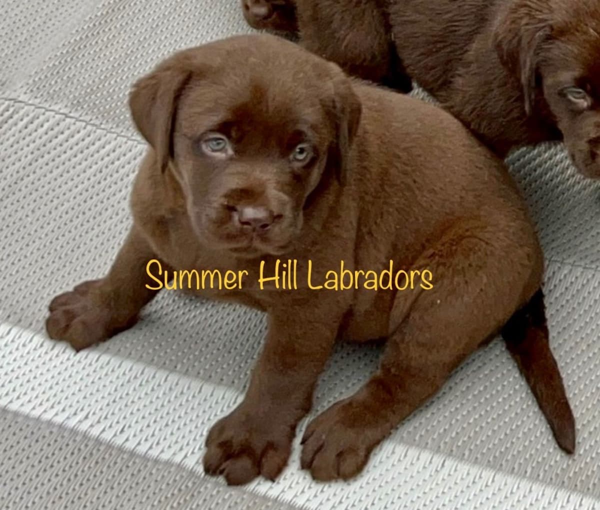 Gorgeous English Labrador Retriever Puppies breeder image 25
