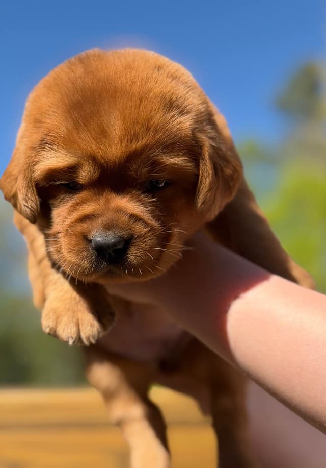 Gorgeous English Labrador Retriever Puppies media 3