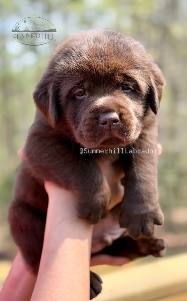 Gorgeous English Labrador Retriever Puppies media 2