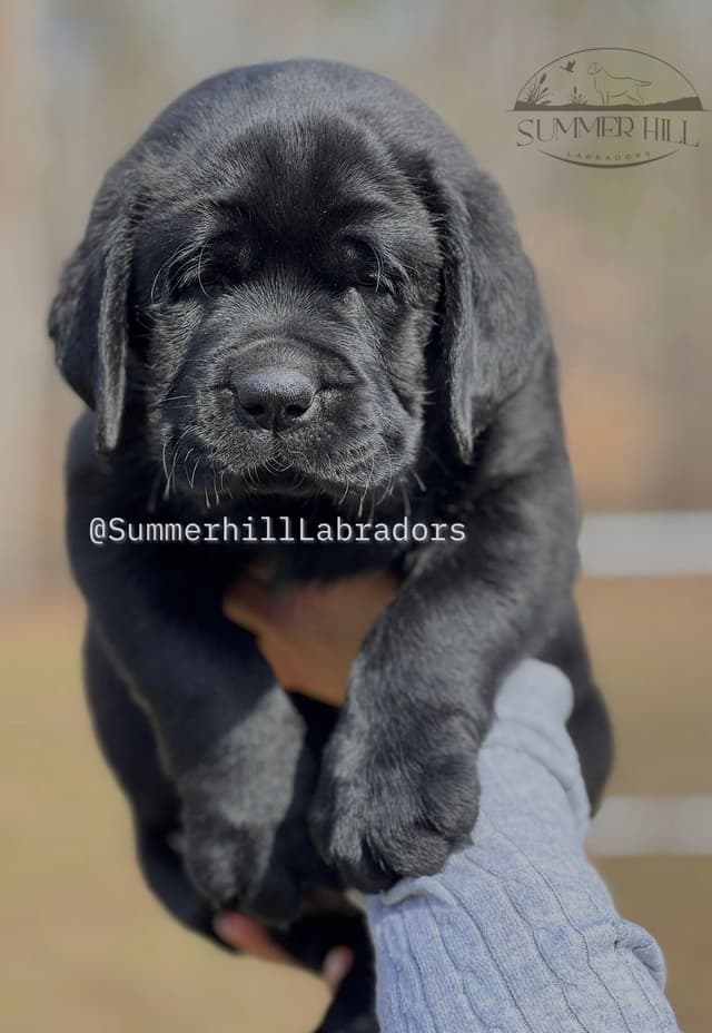 Gorgeous English Labrador Retriever Puppies media 9