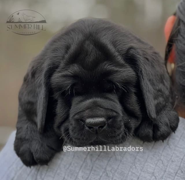 Gorgeous English Labrador Retriever Puppies media 5