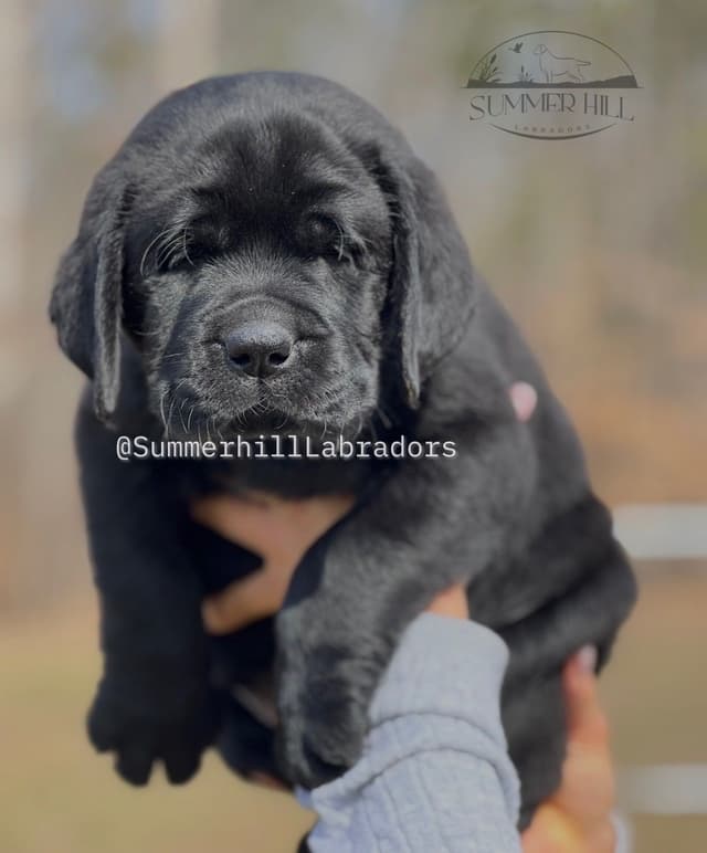 Gorgeous English Labrador Retriever Puppies media 7