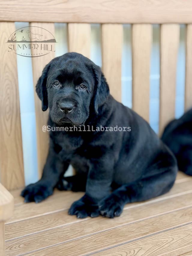 Gorgeous English Labrador Retriever Puppies media 10