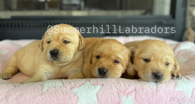 Gorgeous English Labrador Retriever Puppies media 6