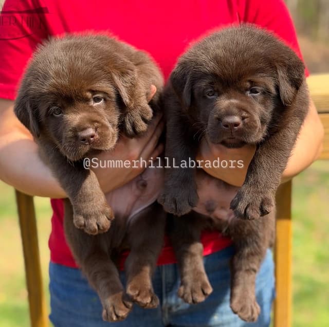 Gorgeous English Labrador Retriever Puppies media 13