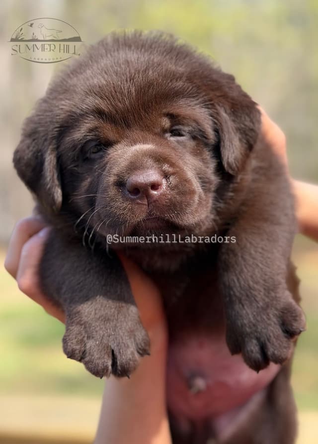 Gorgeous English Labrador Retriever Puppies media 11