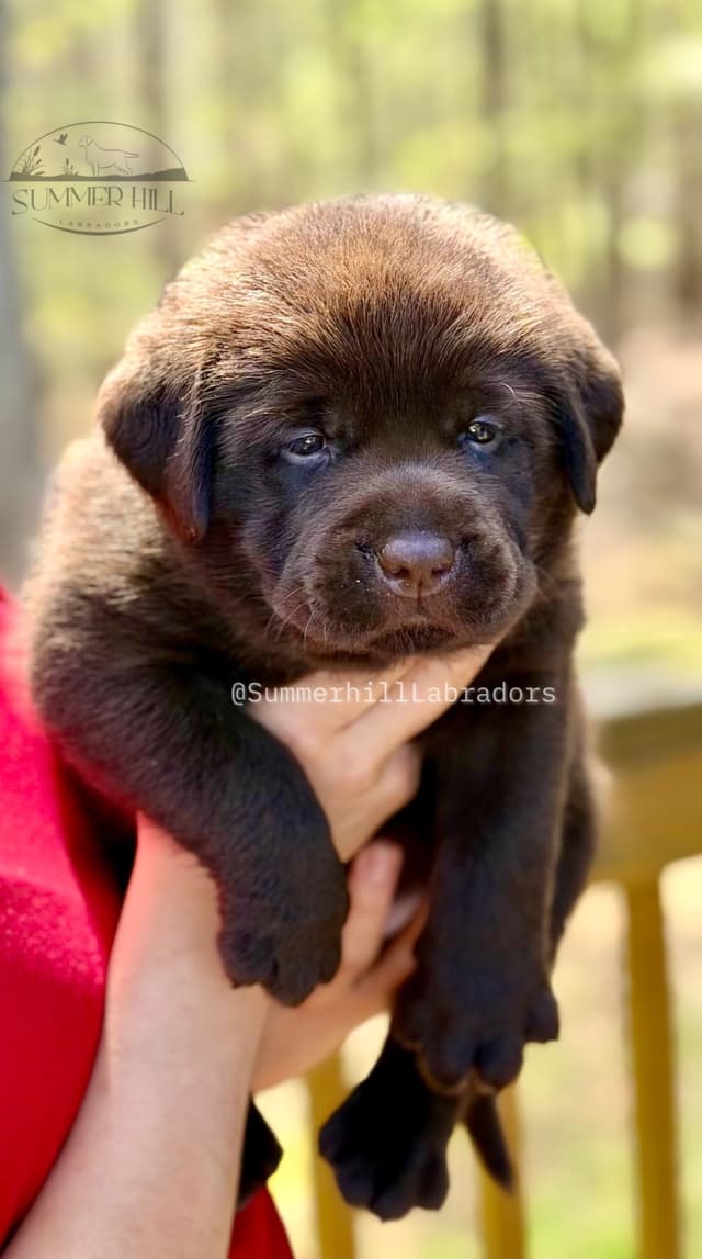 Gorgeous English Labrador Retriever Puppies media 12