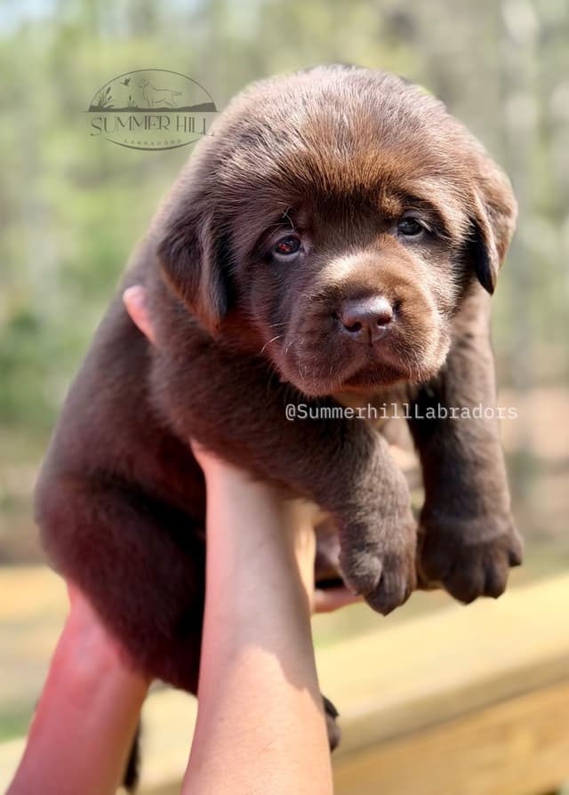 Gorgeous English Labrador Retriever Puppies media 14