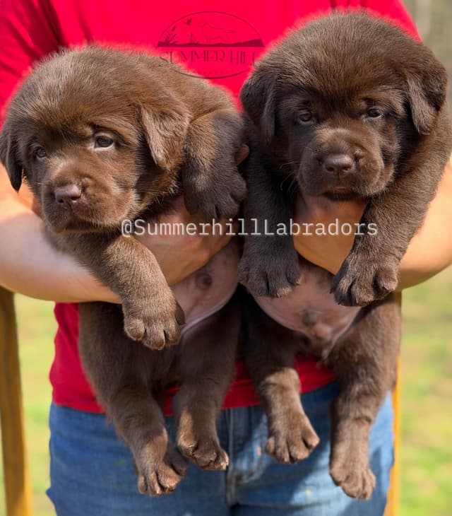 Gorgeous English Labrador Retriever Puppies media 15