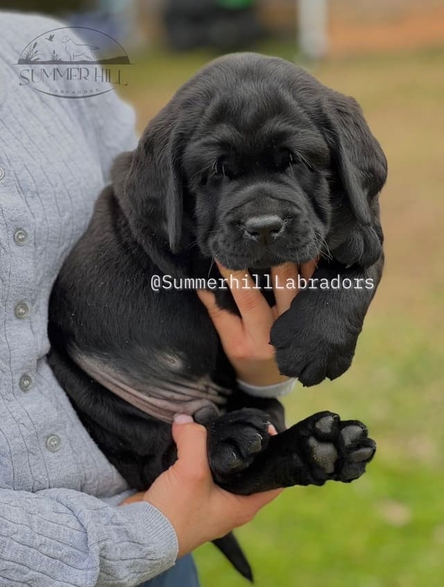 Gorgeous English Labrador Retriever Puppies media 16