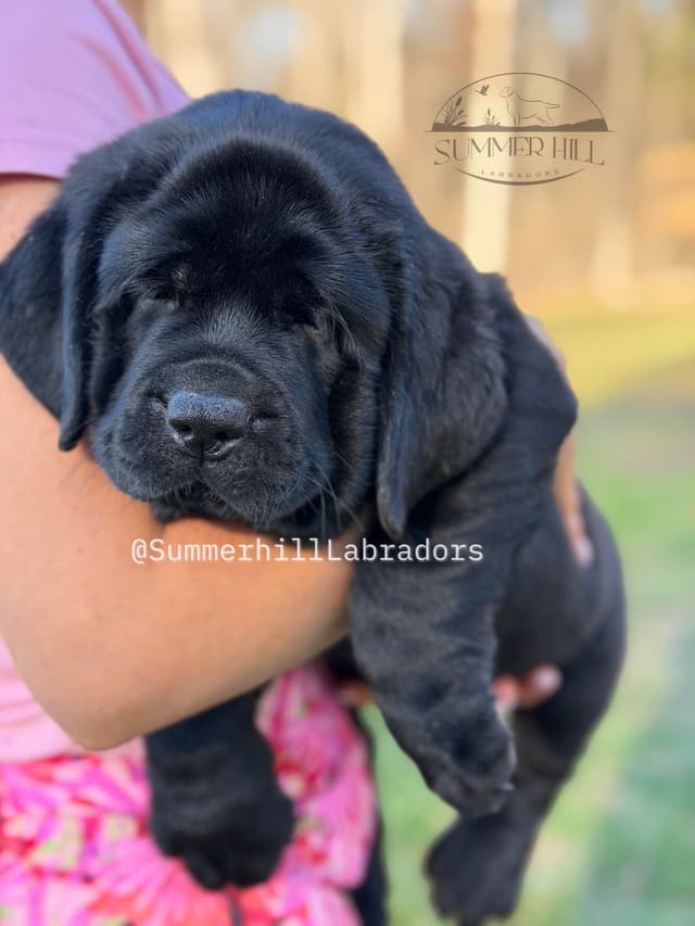 Gorgeous English Labrador Retriever Puppies media 17
