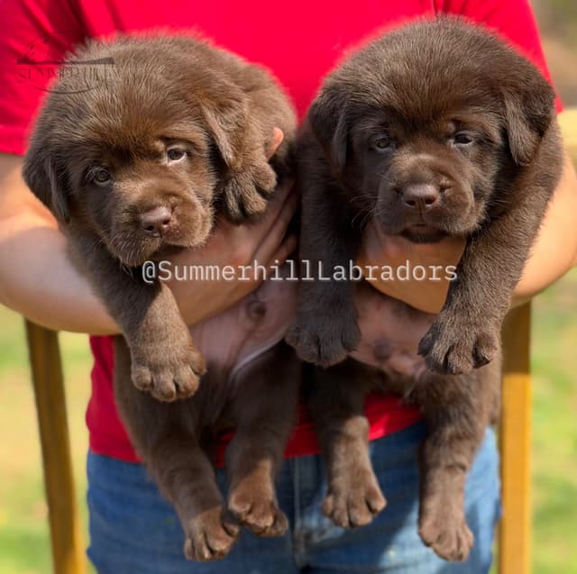 Gorgeous English Labrador Retriever Puppies media 18