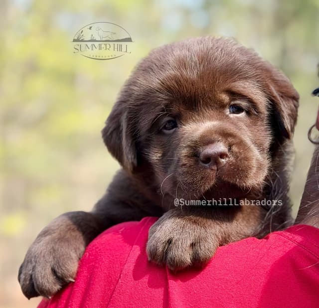 Gorgeous English Labrador Retriever Puppies media 19