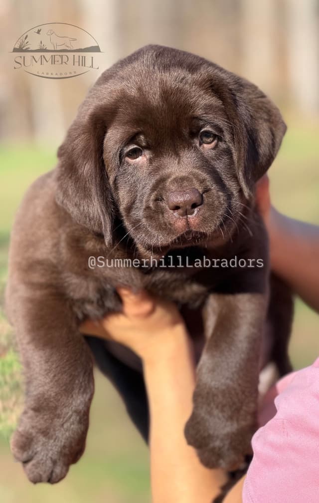 Gorgeous English Labrador Retriever Puppies media 21