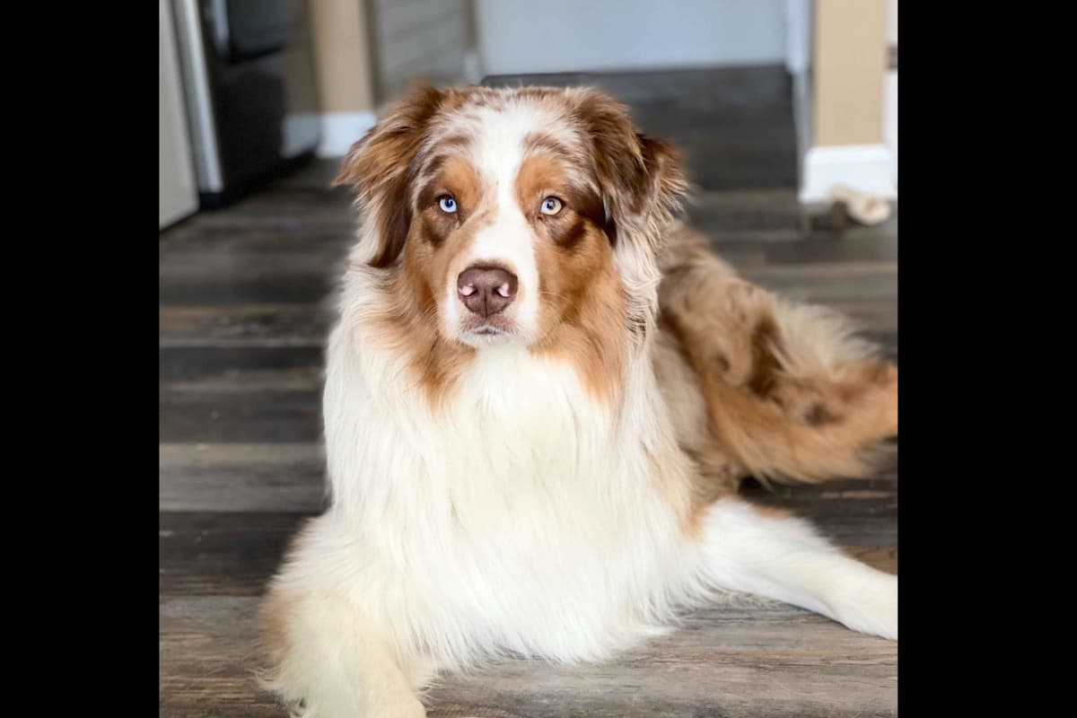 Australian Shepherd Puppies breeder image 2