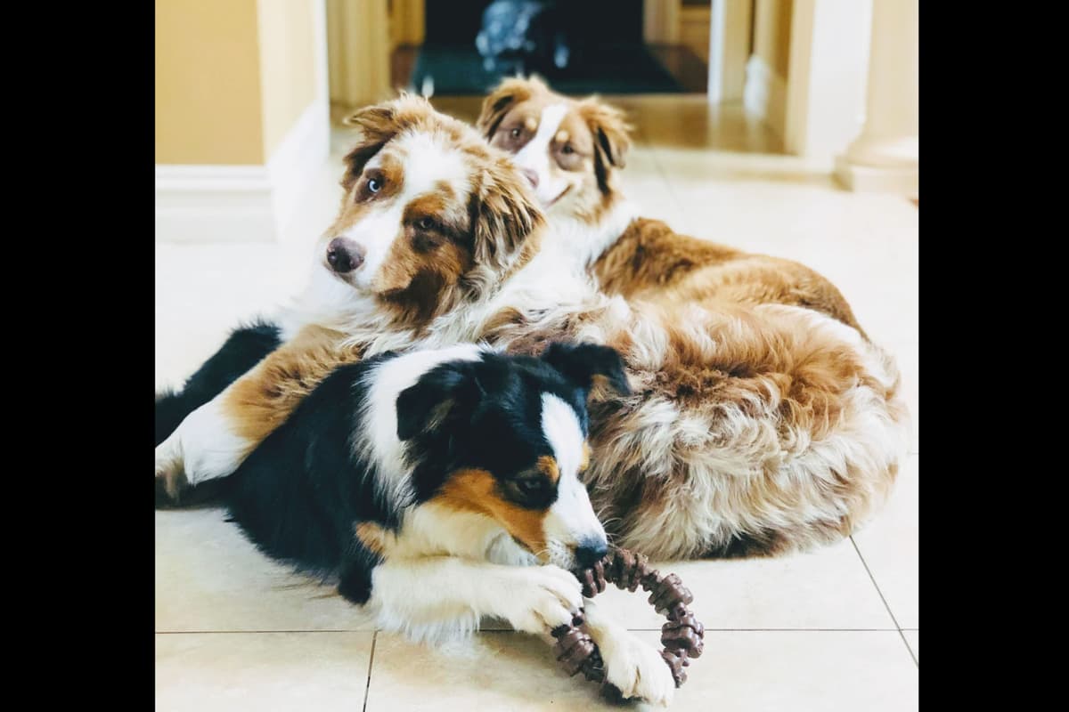 Australian Shepherd Puppies breeder image 3