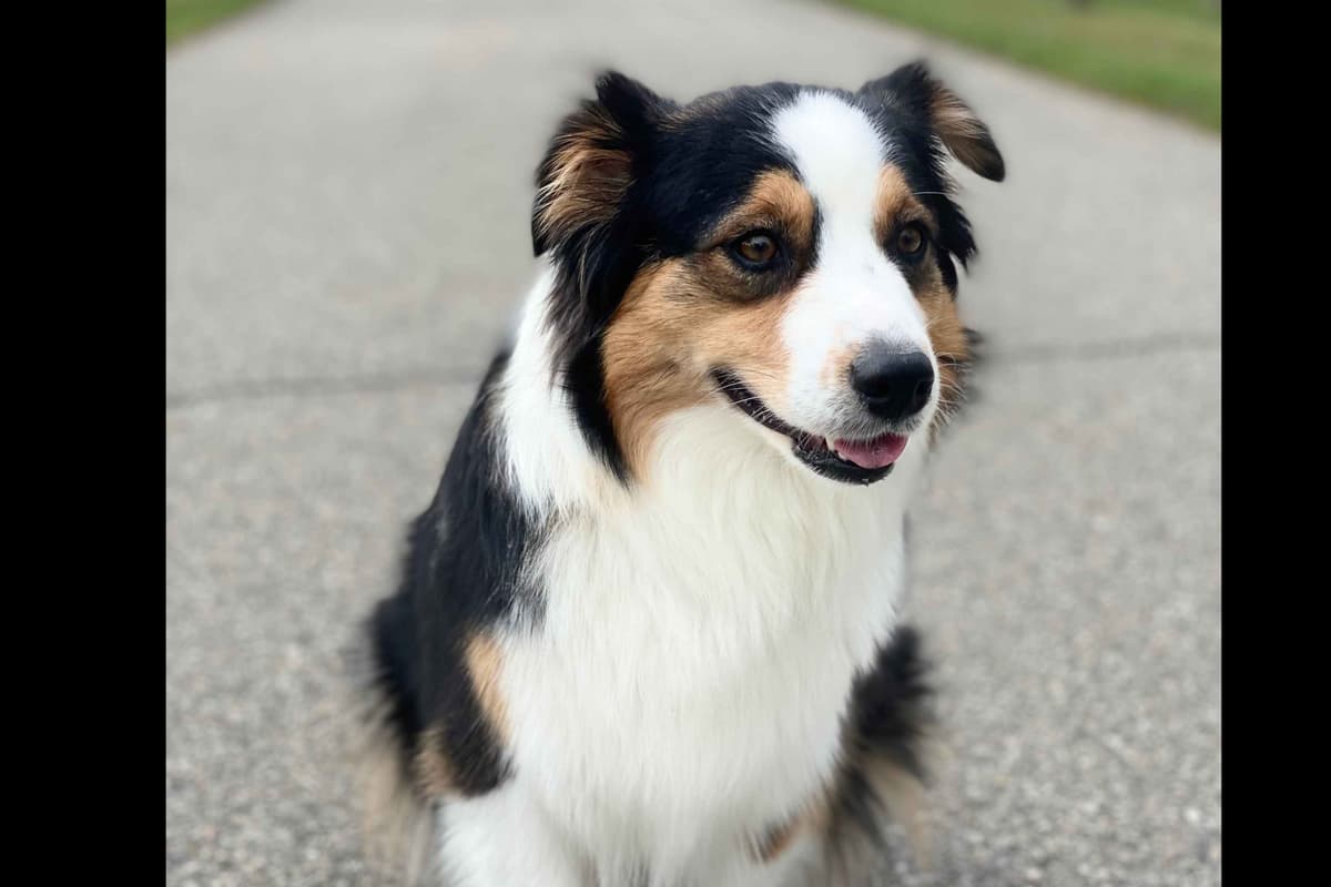 Australian Shepherd Puppies breeder image 1