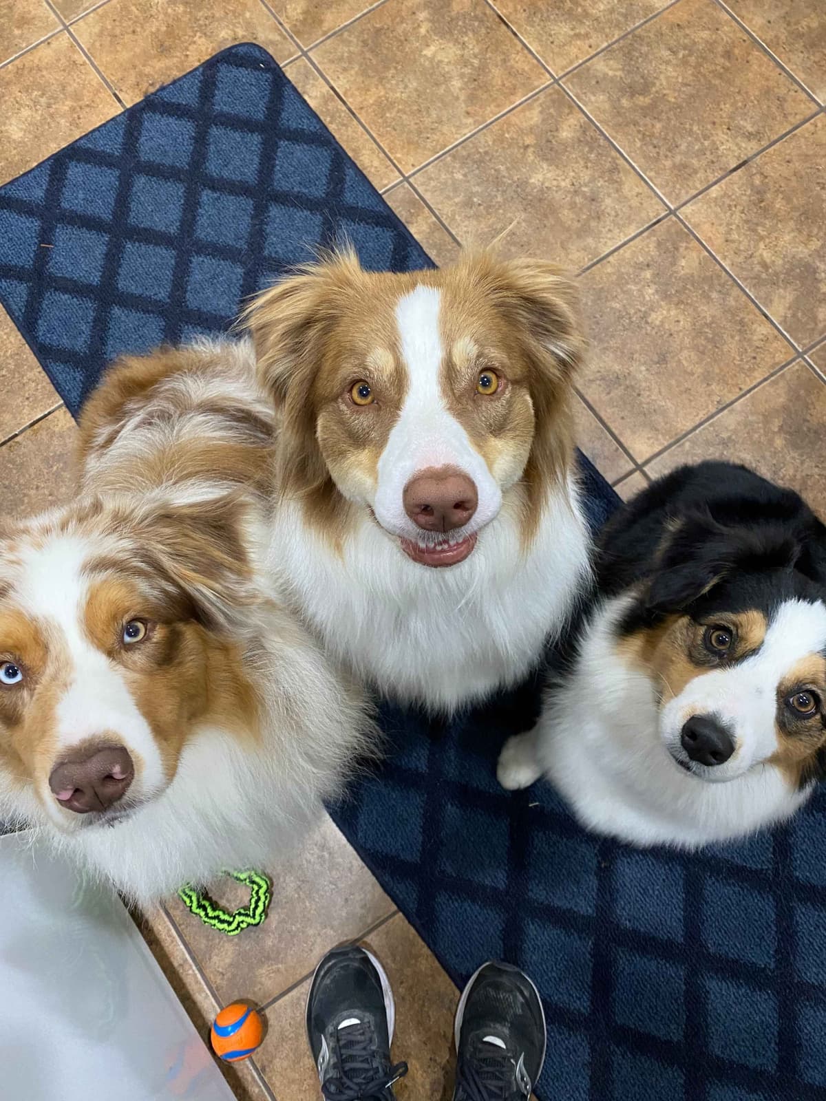 Australian Shepherd Puppies breeder image 6