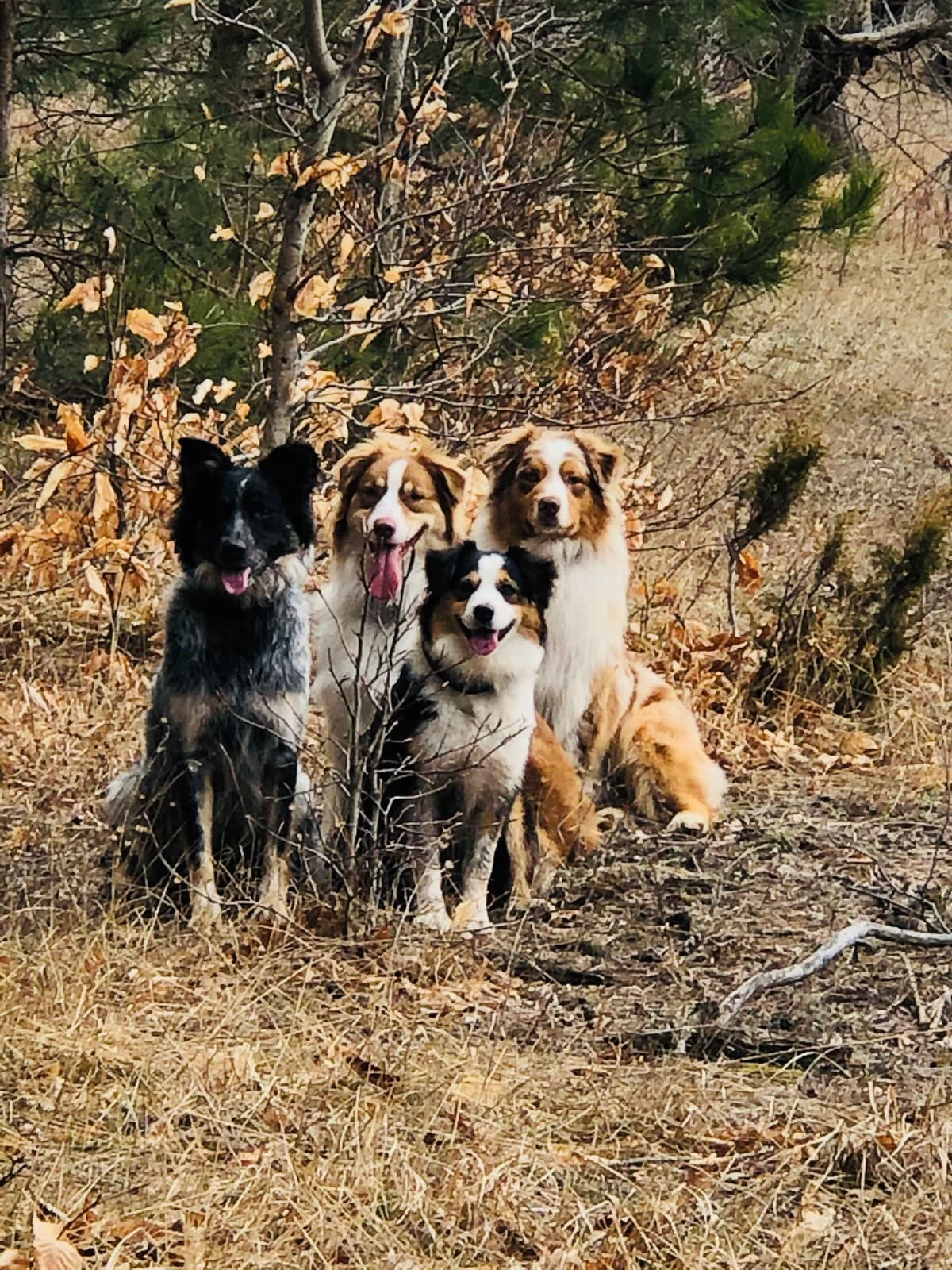 Australian Shepherd Puppies breeder image 5