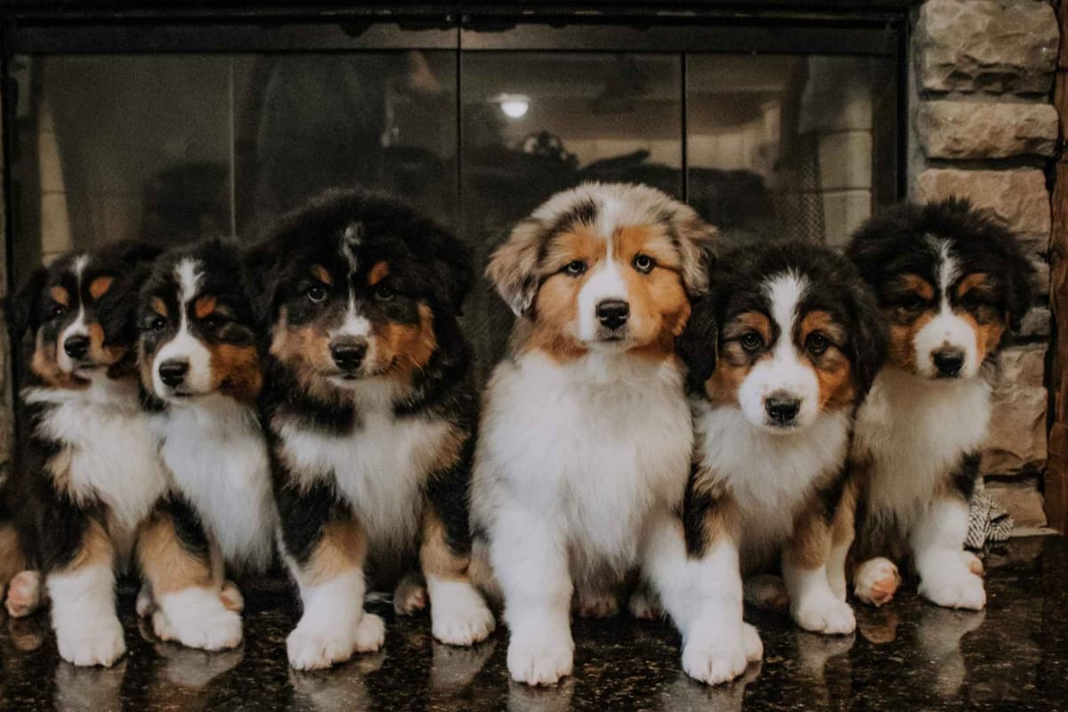 Australian Shepherd Puppies breeder image 8