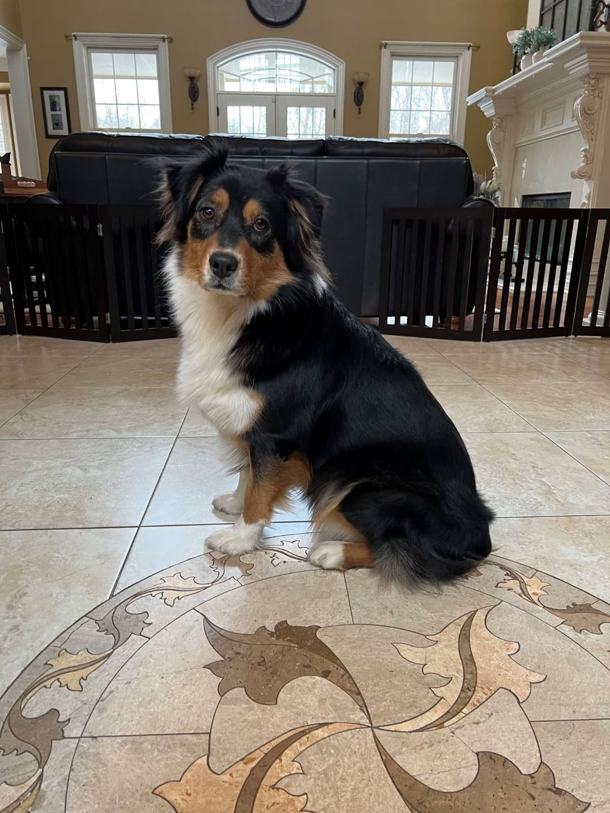 Australian Shepherd Puppies breeder image 9