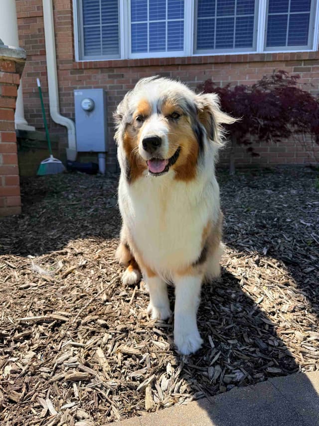 Australian Shepherd Puppies media 2