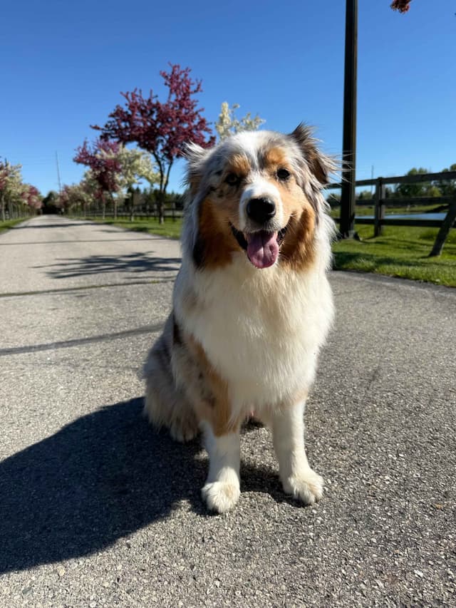 Australian Shepherd Puppies media 3