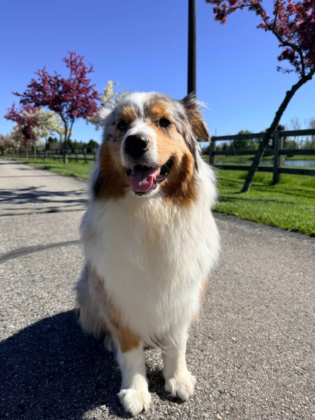 Australian Shepherd Puppies media 4