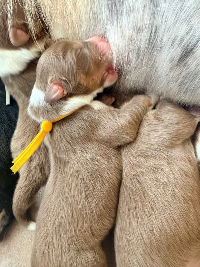 Australian Shepherd Puppies media 5