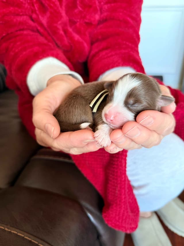 Australian Shepherd Puppies media 6