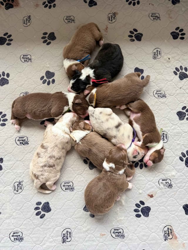 Australian Shepherd Puppies media 7