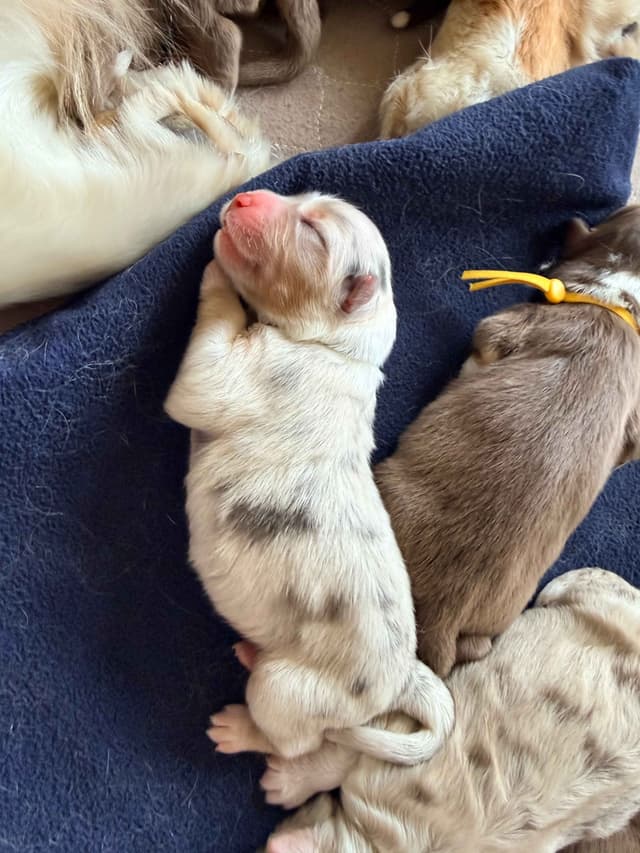 Australian Shepherd Puppies media 8