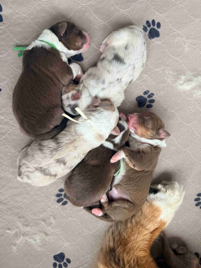 Australian Shepherd Puppies media 9