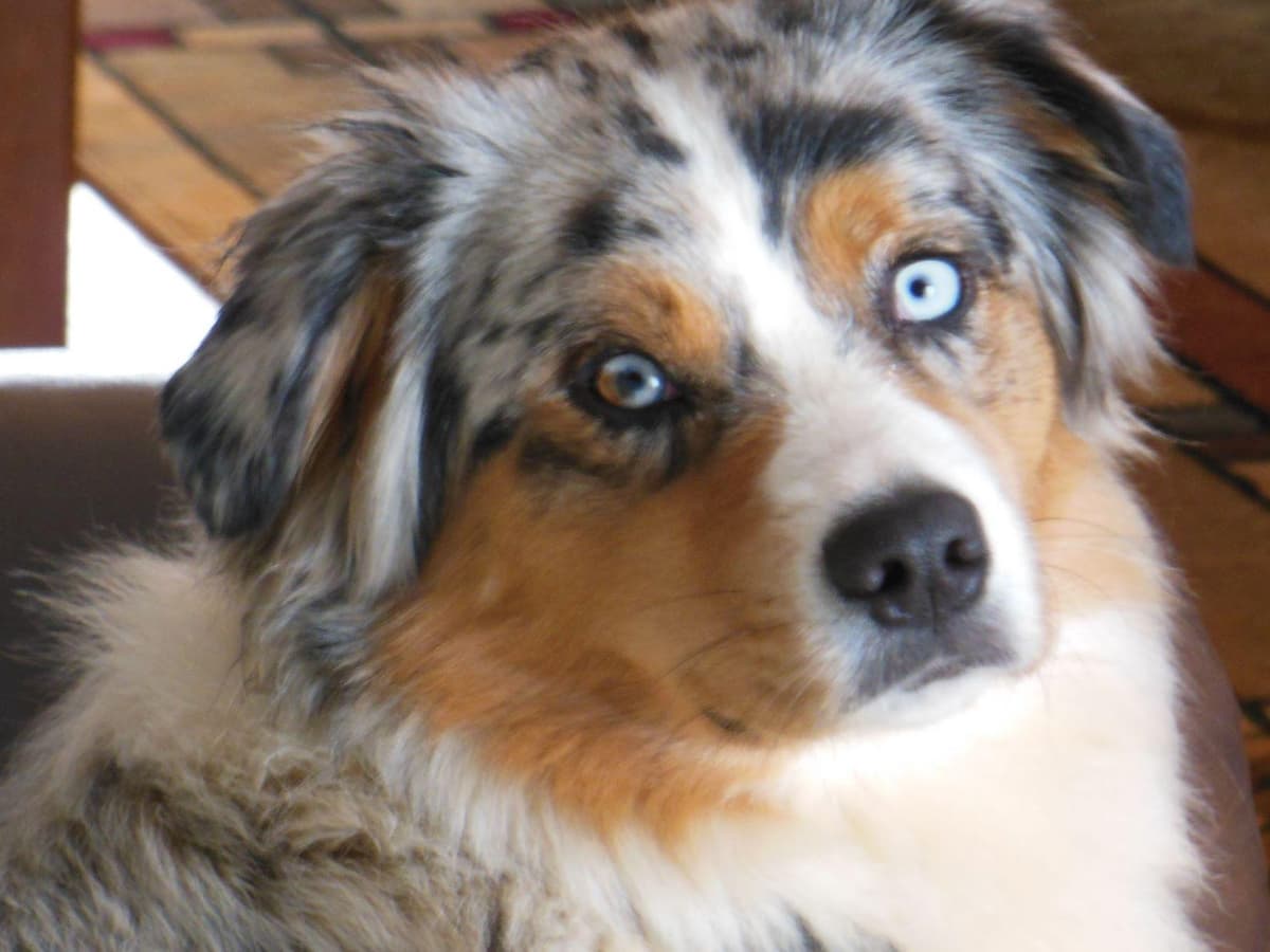 Australian Shepherd Puppies breeder image 2