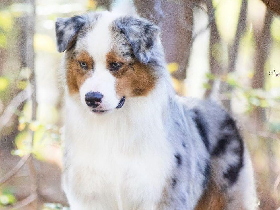Australian Shepherd Puppies breeder image 1